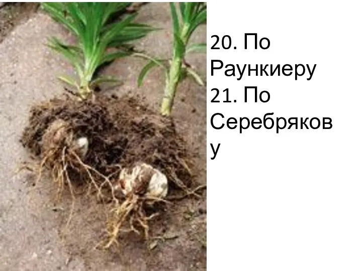 20. По Раункиеру 21. По Серебрякову