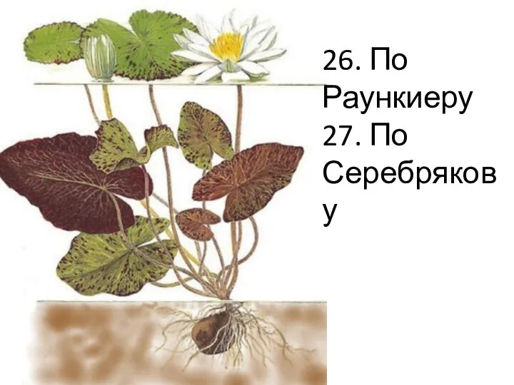 26. По Раункиеру 27. По Серебрякову