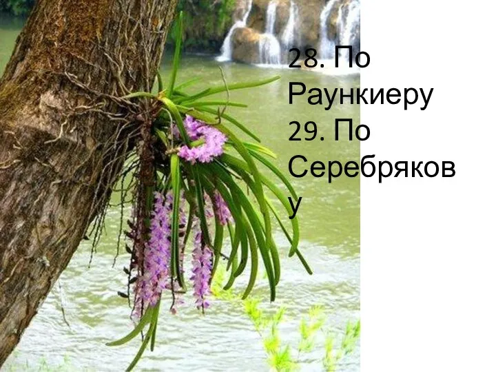 28. По Раункиеру 29. По Серебрякову