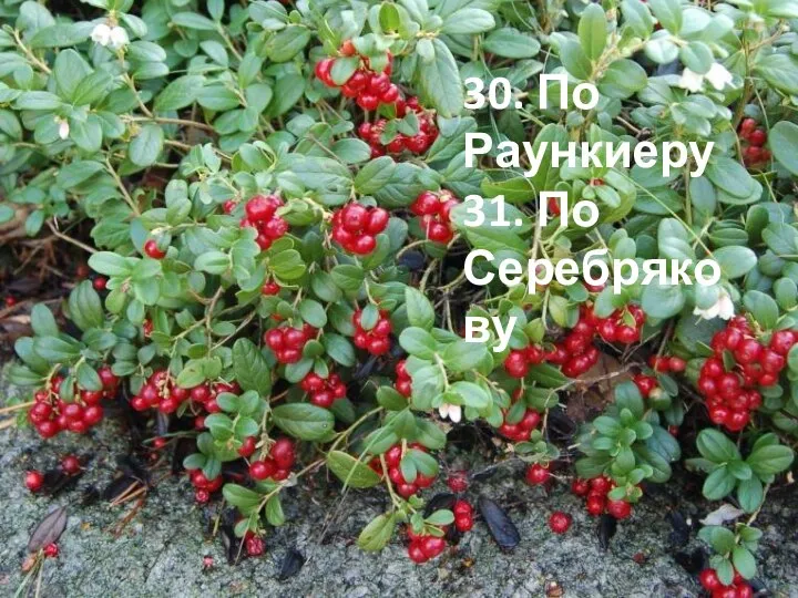 30. По Раункиеру 31. По Серебрякову