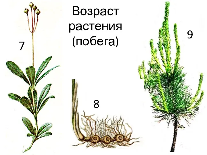 Возраст растения (побега) 7 8 9