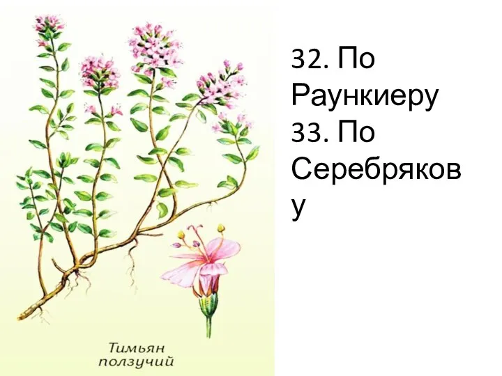 32. По Раункиеру 33. По Серебрякову