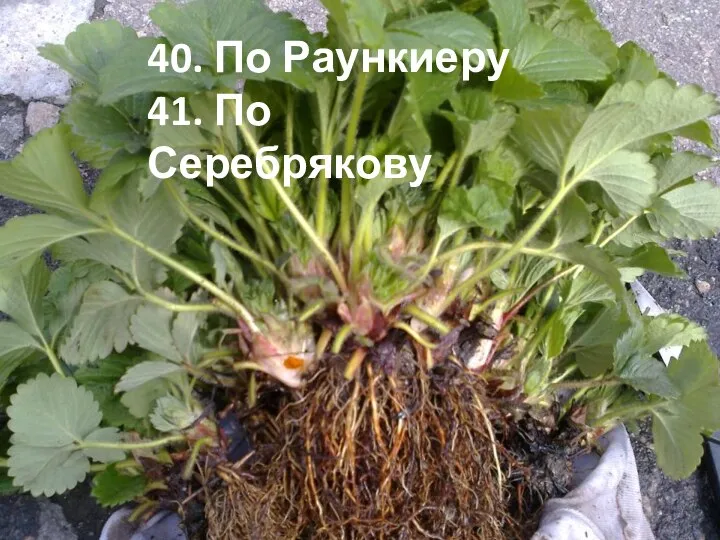 40. По Раункиеру 41. По Серебрякову