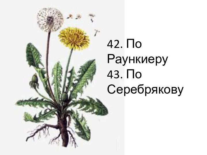 42. По Раункиеру 43. По Серебрякову