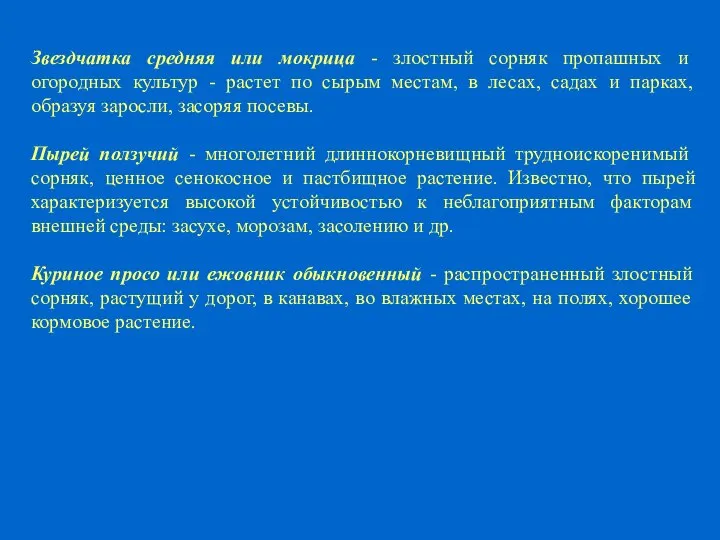 Звездчатка средняя или мокрица - злостный сорняк пропашных и огородных культур -