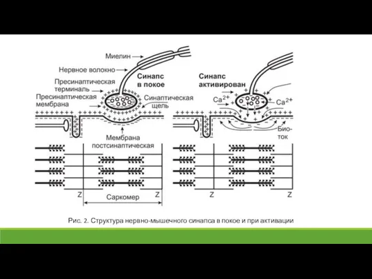 Рис. 2. Структура нервно-мышечного синапса в покое и при активации