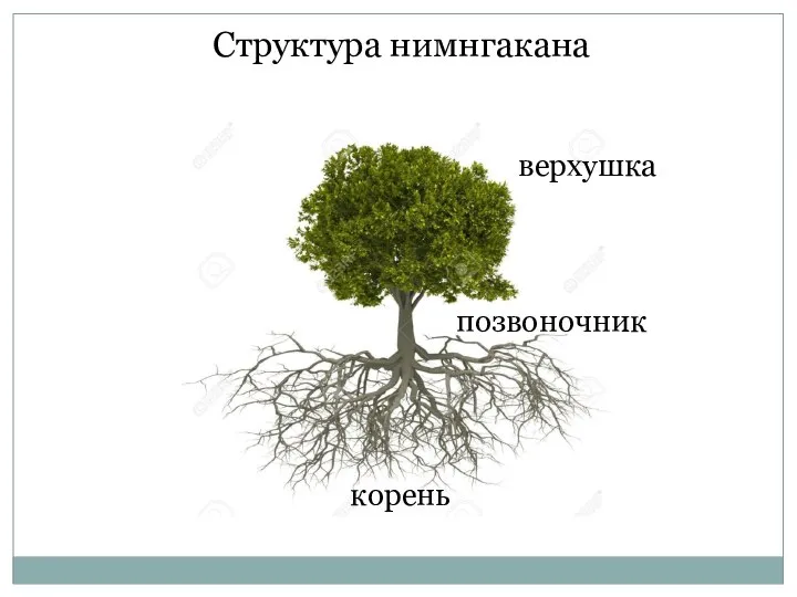 корень позвоночник Структура нимнгакана верхушка