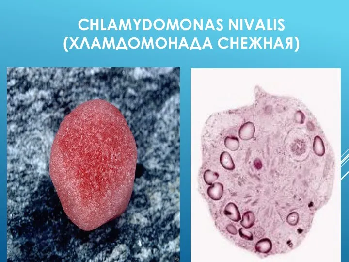 CHLAMYDOMONAS NIVALIS (ХЛАМДОМОНАДА СНЕЖНАЯ)