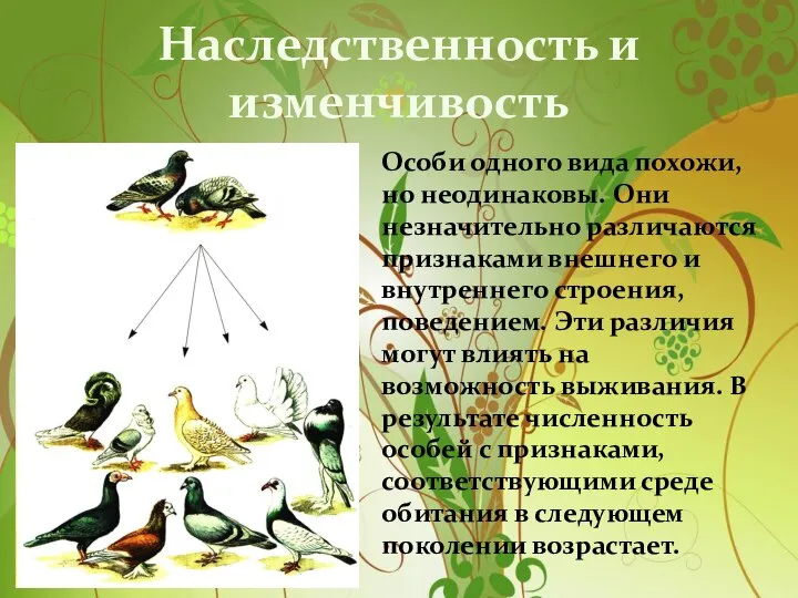 Наследственность и изменчивость Особи одного вида похожи, но неодинаковы. Они незначительно различаются