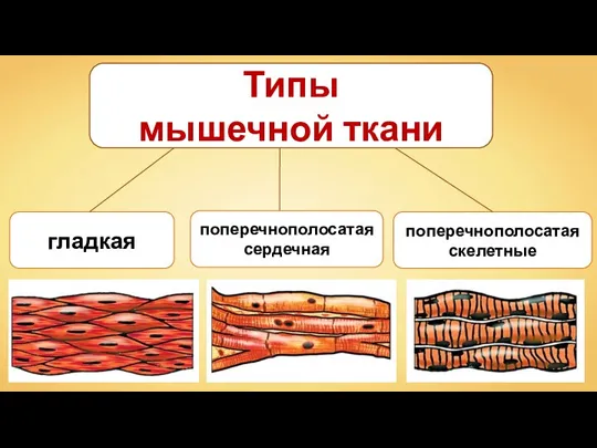 Типы мышечной ткани