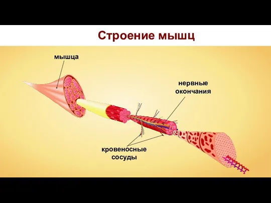 Строение мышц