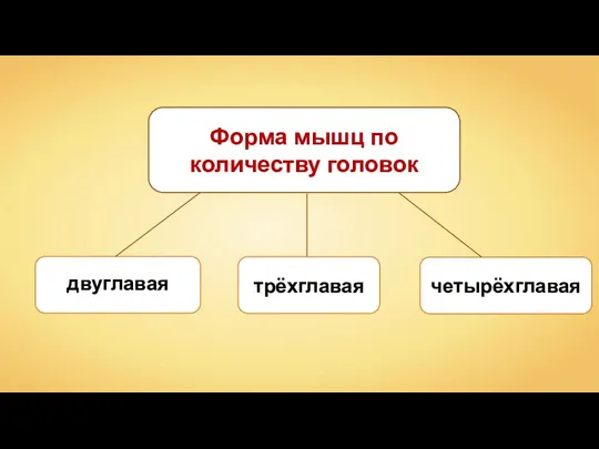 Форма мышц по количеству головок