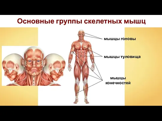 Основные группы скелетных мышц