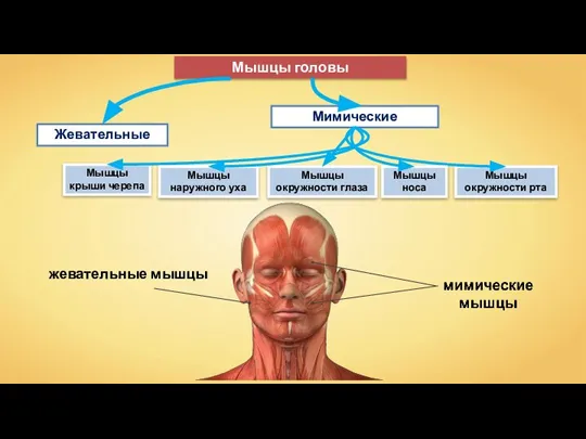 Жевательные Мимические Мышцы головы Мышцы крыши черепа Мышцы окружности глаза Мышцы окружности