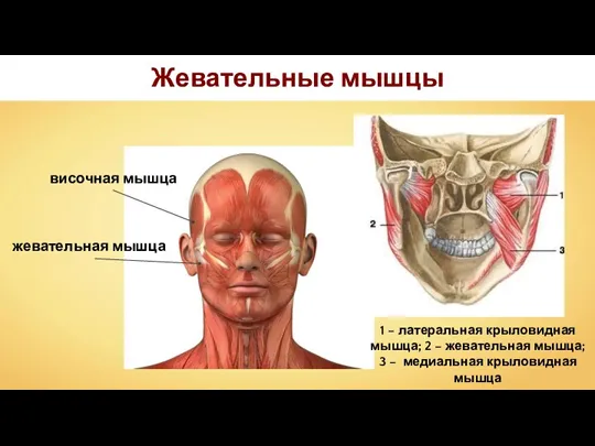 Жевательные мышцы жевательная мышца височная мышца 1 – латеральная крыловидная мышца; 2