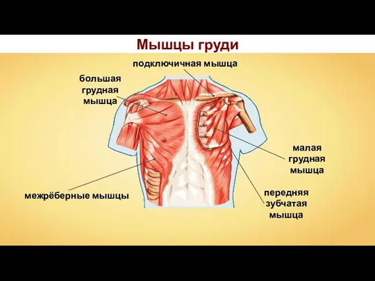 подключичная мышца межрёберные мышцы Мышцы груди