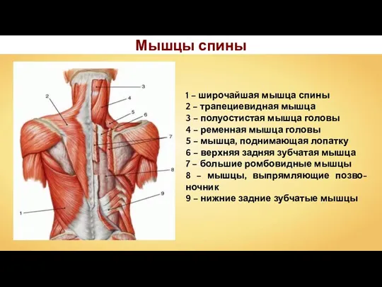1 – широчайшая мышца спины 2 – трапециевидная мышца 3 – полуостистая