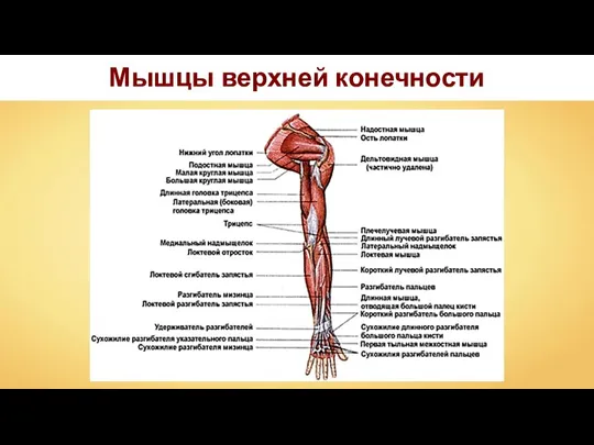 Мышцы верхней конечности