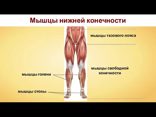 Мышцы нижней конечности мышцы тазового пояса мышцы свободной конечности