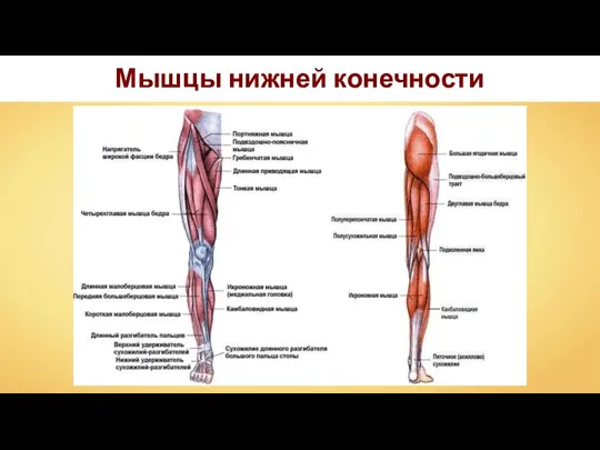 Мышцы нижней конечности