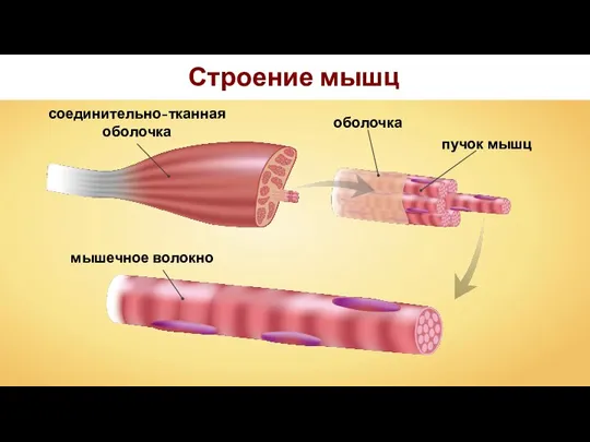 Строение мышц