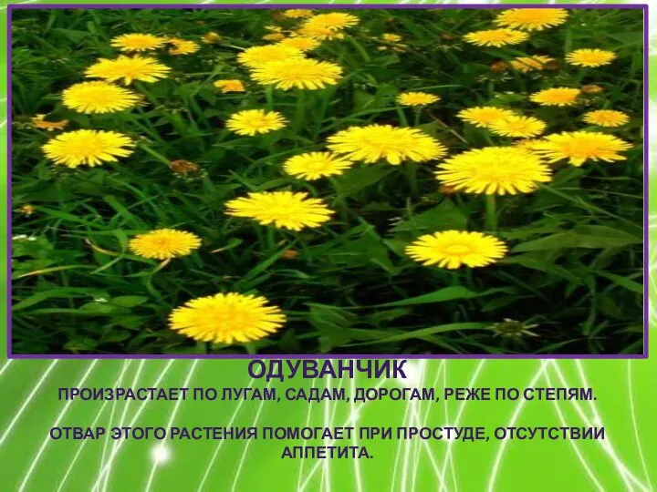 ОДУВАНЧИК ПРОИЗРАСТАЕТ ПО ЛУГАМ, САДАМ, ДОРОГАМ, РЕЖЕ ПО СТЕПЯМ. ОТВАР ЭТОГО РАСТЕНИЯ