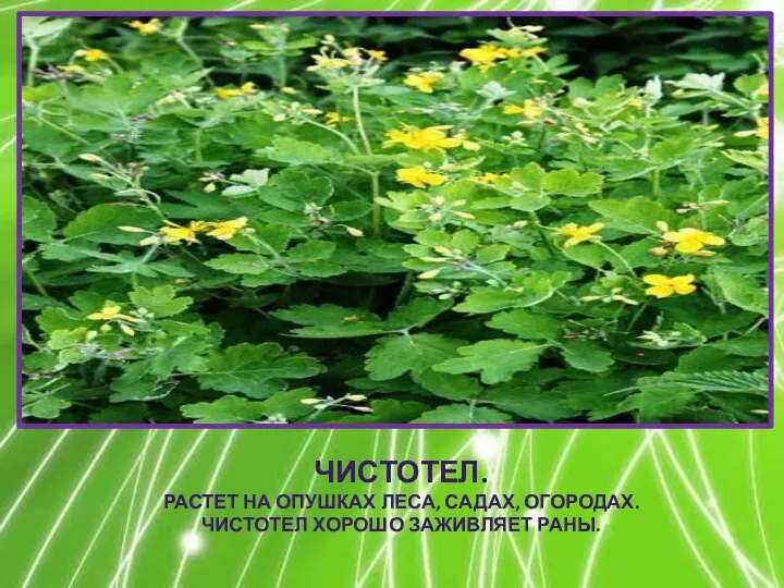 ЧИСТОТЕЛ. РАСТЕТ НА ОПУШКАХ ЛЕСА, САДАХ, ОГОРОДАХ. ЧИСТОТЕЛ ХОРОШО ЗАЖИВЛЯЕТ РАНЫ.