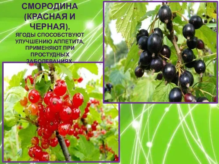 СМОРОДИНА (КРАСНАЯ И ЧЕРНАЯ). ЯГОДЫ СПОСОБСТВУЮТ УЛУЧШЕНИЮ АППЕТИТА, ПРИМЕНЯЮТ ПРИ ПРОСТУДНЫХ ЗАБОЛЕВАНИЯХ.