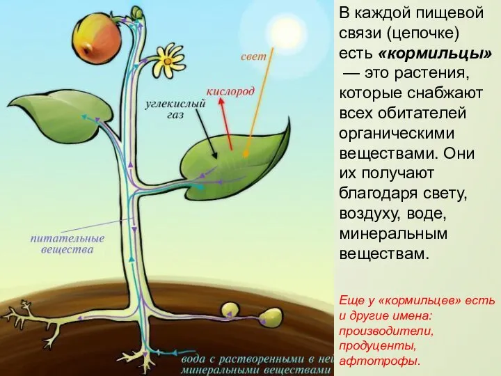 В каждой пищевой связи (цепочке) есть «кормильцы» — это растения, которые снабжают