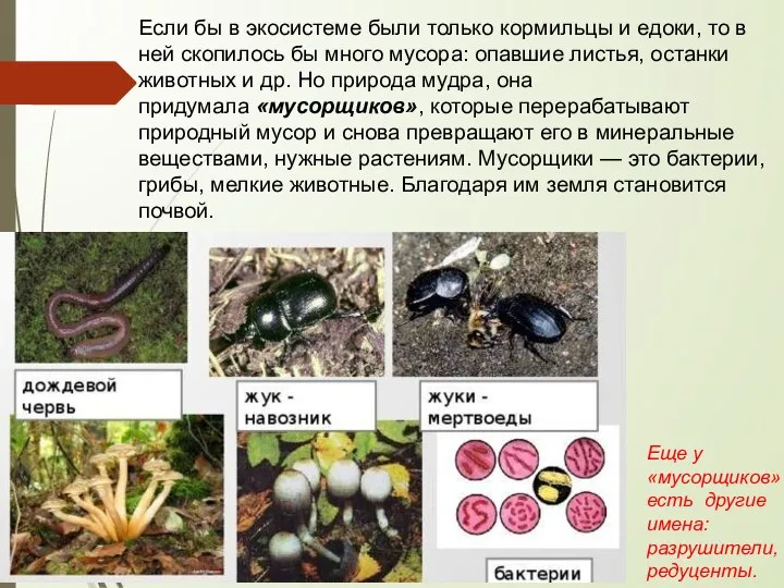 Если бы в экосистеме были только кормильцы и едоки, то в ней