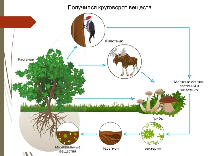 Получился круговорот веществ.