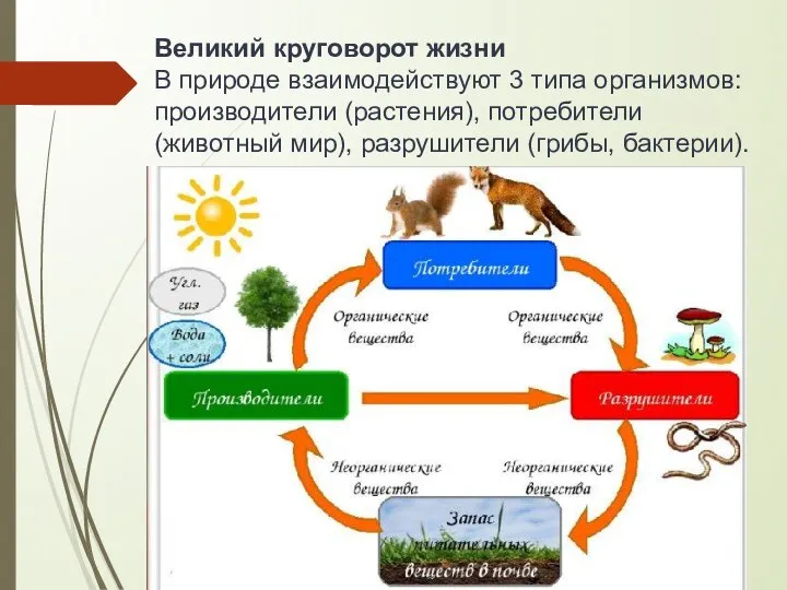 Великий круговорот жизни В природе взаимодействуют 3 типа организмов: производители (растения), потребители