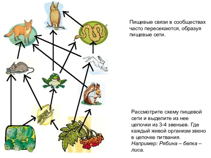 Пищевые связи в сообществах часто пересекаются, образуя пищевые сети. Рассмотрите схему пищевой