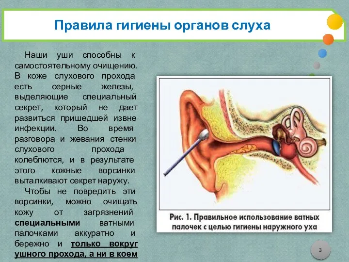 Правила гигиены органов слуха Наши уши способны к самостоятельному очищению. В коже