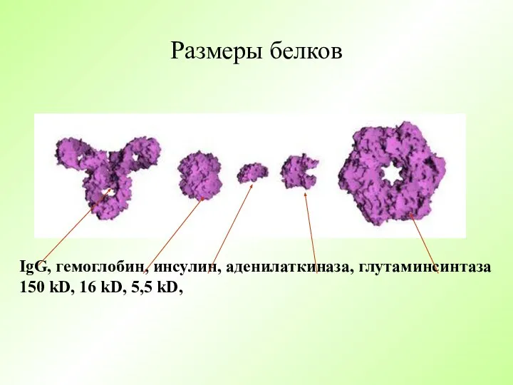 Размеры белков IgG, гемоглобин, инсулин, аденилаткиназа, глутаминсинтаза 150 kD, 16 kD, 5,5 kD,