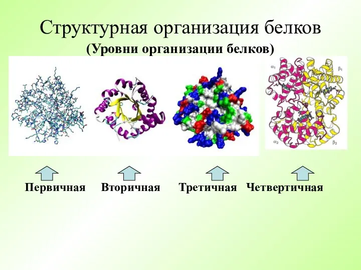 Структурная организация белков (Уровни организации белков) Первичная Вторичная Третичная Четвертичная