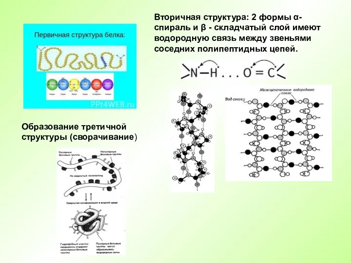 Вторичная структура: 2 формы α-спираль и β - складчатый слой имеют водородную