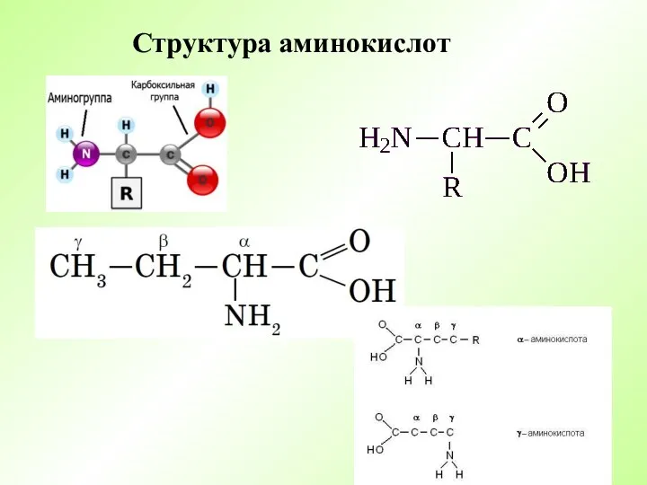 Структура аминокислот