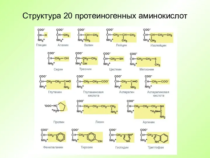 Структура 20 протеиногенных аминокислот