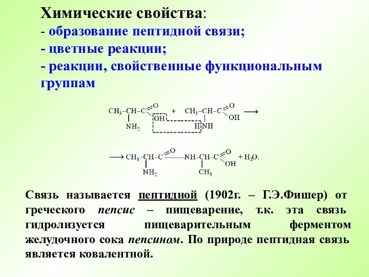 Химические свойства: - образование пептидной связи; - цветные реакции; - реакции, свойственные