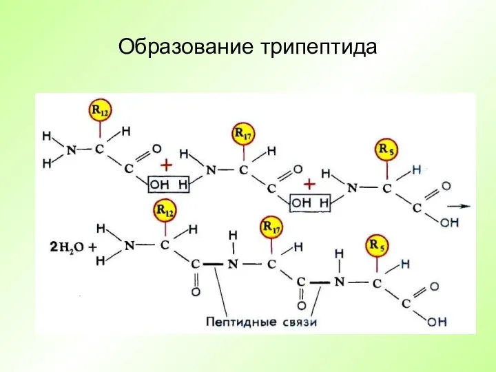 Образование трипептида