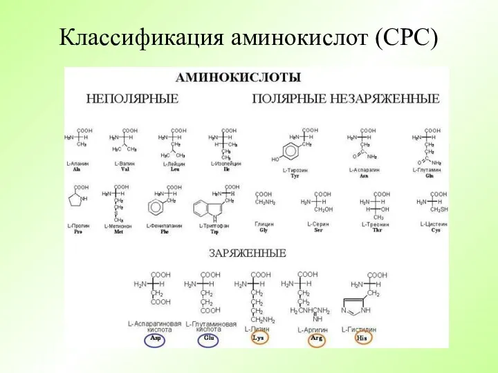Классификация аминокислот (СРС)