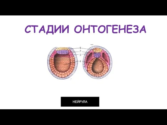 СТАДИИ ОНТОГЕНЕЗА НЕЙРУЛА