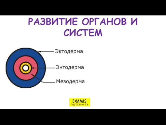 РАЗВИТИЕ ОРГАНОВ И СИСТЕМ