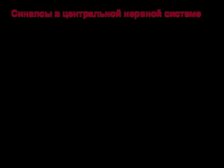 Синапсы в центральной нервной системе В центральной нервной системе нервные клетки связаны