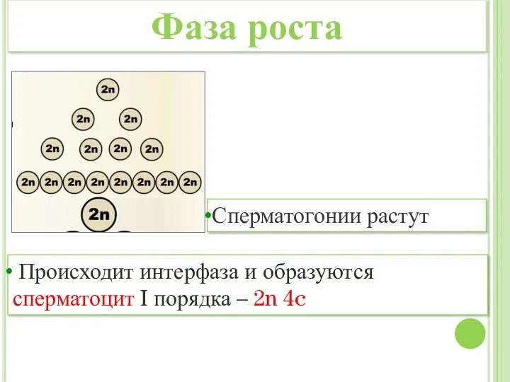 Сперматогонии растут Происходит интерфаза и образуются сперматоцит I порядка – 2n 4c Фаза роста