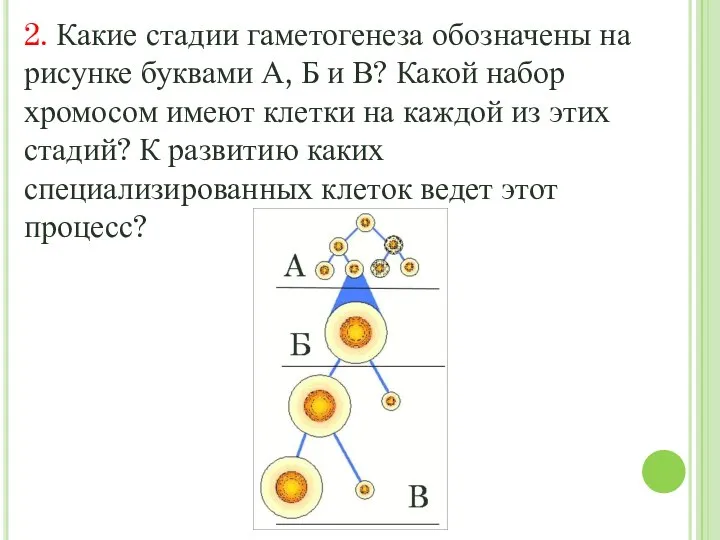 2. Какие стадии гаметогенеза обозначены на рисунке буквами А, Б и В?