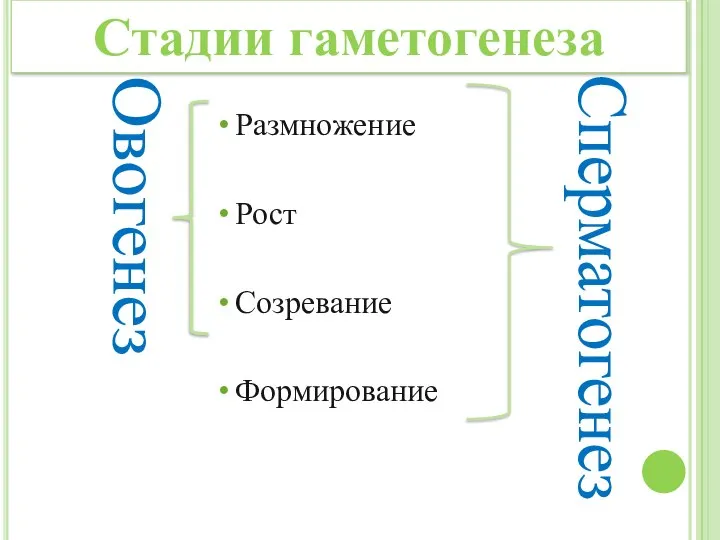 Размножение Рост Созревание Формирование Овогенез Сперматогенез Стадии гаметогенеза