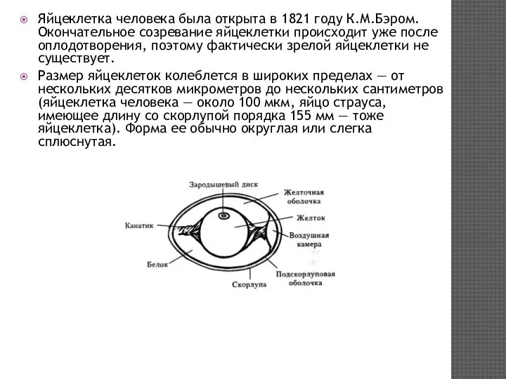 Яйцеклетка человека была открыта в 1821 году К.М.Бэром. Окончательное созревание яйцеклетки происходит