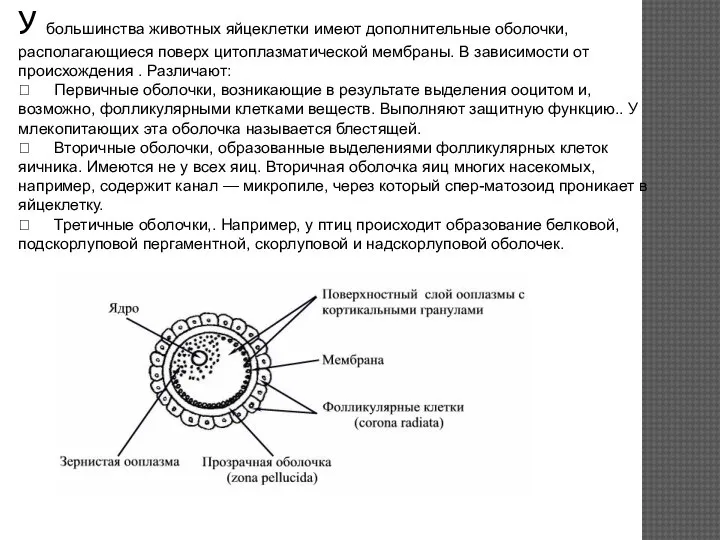 У большинства животных яйцеклетки имеют дополнительные оболочки, располагающиеся поверх цитоплазматической мембраны. В